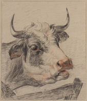 Y 044
<br/>
Kop van een koe
<br/>
<em>Bernard, Jean (Jan) (1765-1833)</em>